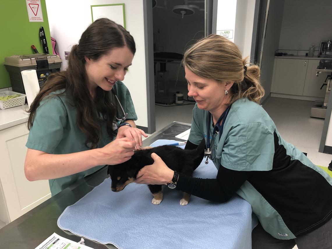 UCVM fourth year students look after some furry friends at the AARCS clinic.