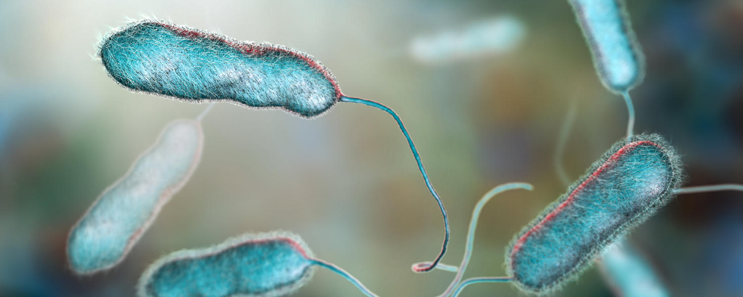 Bacterial Pathogenesis Research Group (BPRG) | Snyder Institute for