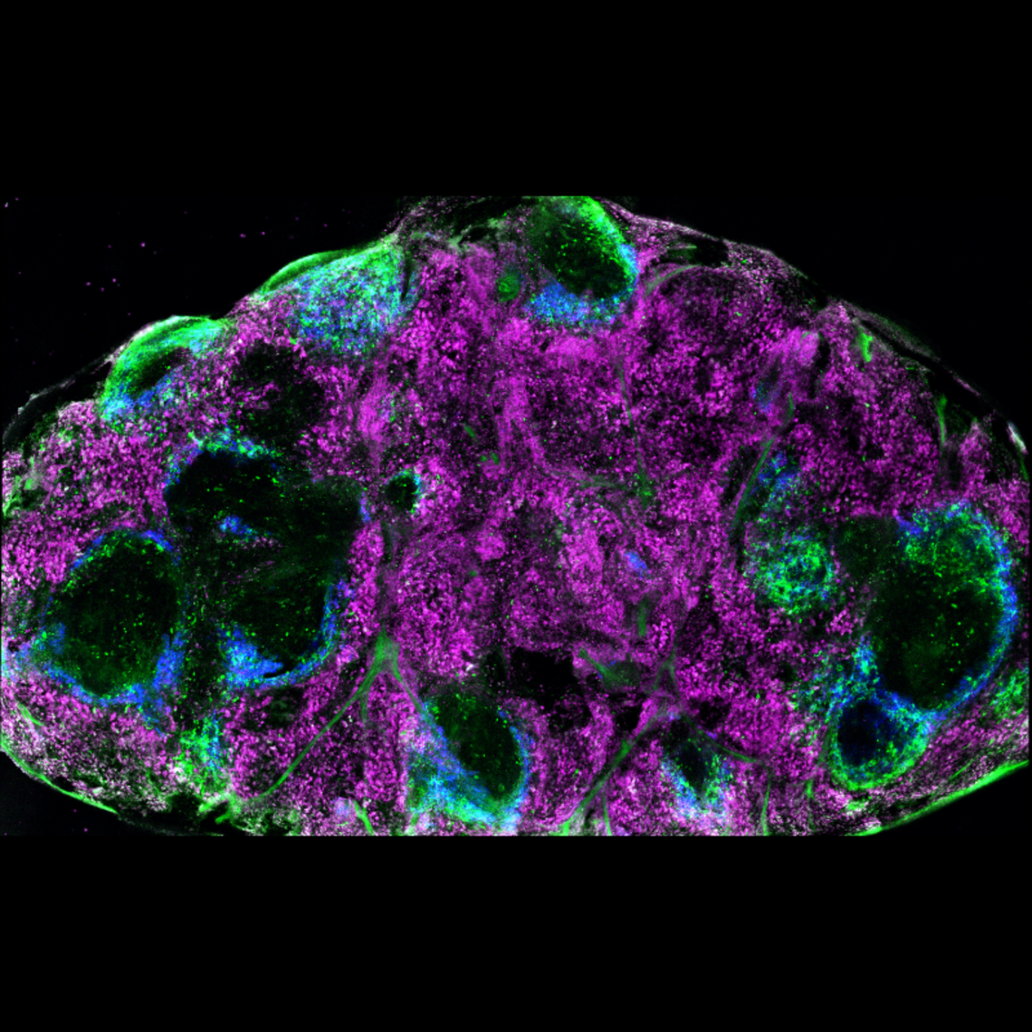 Microscope image of spleen.