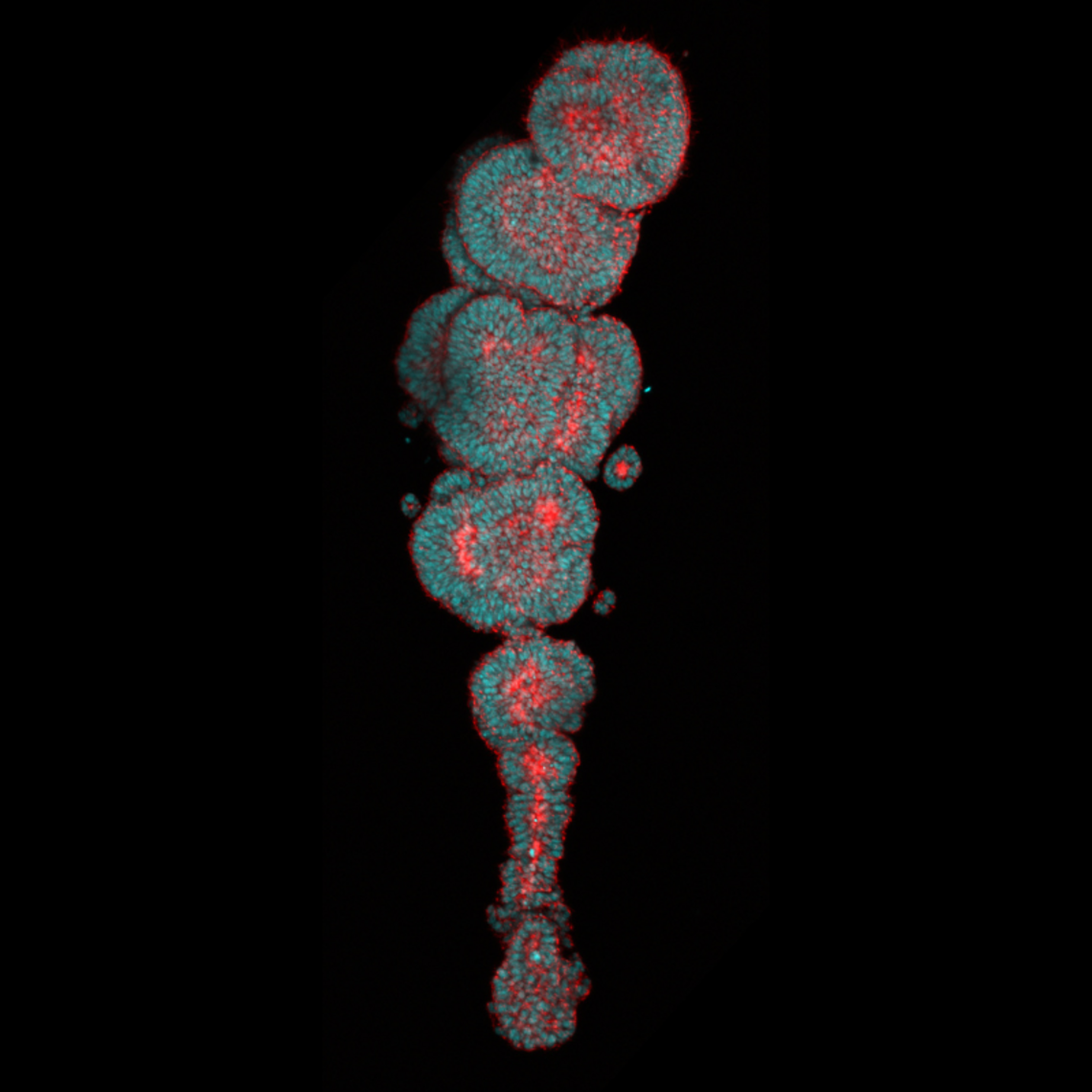 Somite-forming organoid. Coloured red and green.