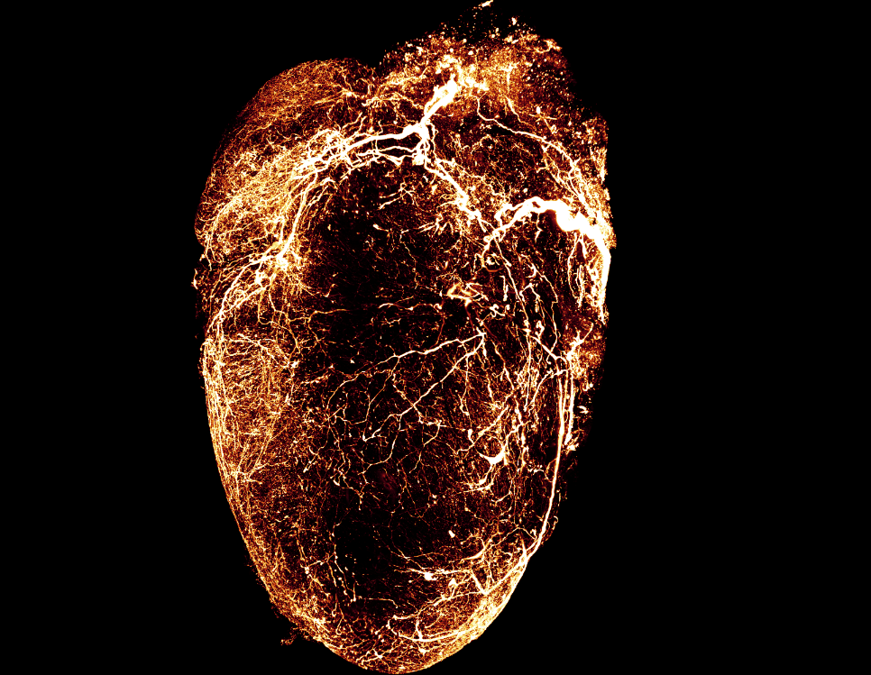 White orange mouse heart of the neurons 