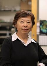 Dr. Hong Zhang